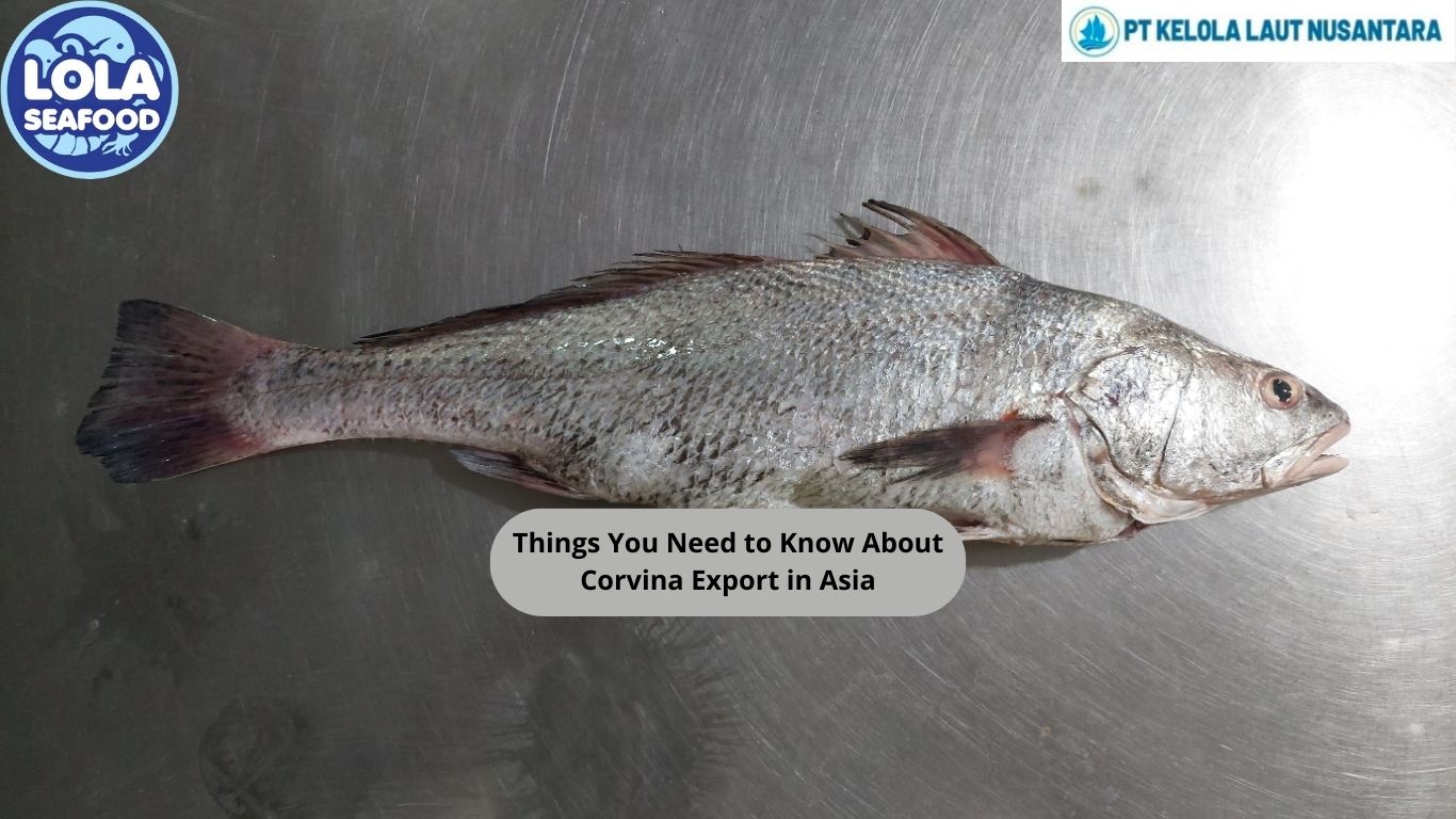 Things You Need to Know About Corvina Export in Asia